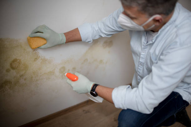 Best Mold Removal and Inspection  in Wayland, IA