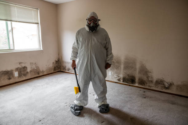 Best Emergency Mold Removal  in Wayland, IA